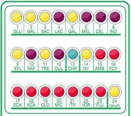 INTEGRAL SYSTEM ENTEROBACTERIA