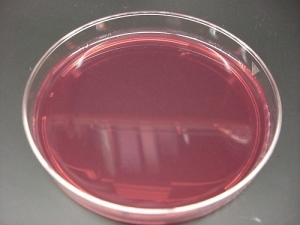 Mac Conkey Agar Nr. 3